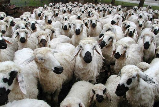 واردات دام زنده بلامانع است