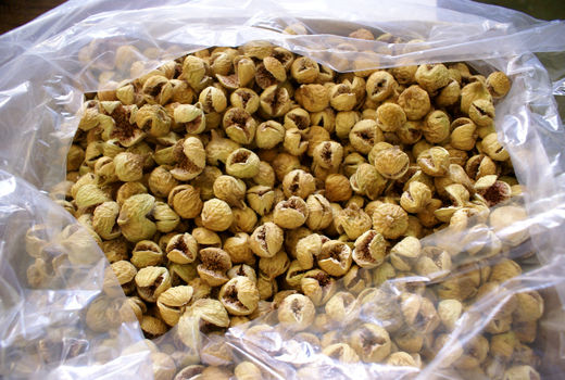 افزایش ۴۹ درصدی صادرات انجیر استهبان 