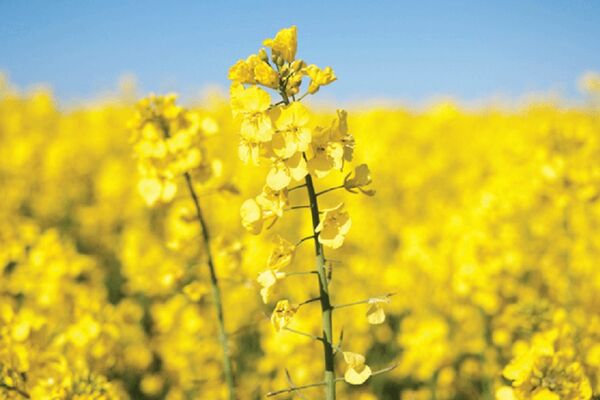 افزایش 8 برابری میزان خرید تضمینی کلزا در آذربایجان غربی