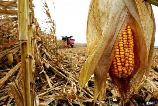 هزار هکتار مزارع ذرت قیروکارزین آماده برداشت
