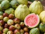 تغییر الگوی کشت با تمرکز بر محصولات مقاوم اقلیمی/ توسعه کنار از ۳۰۰ به بیش از ۱۵۰۰ هکتار