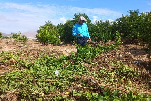 خسارت بیش از 112 میلیارد تومانی به کشاورزی فسا