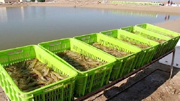 گلخانه و پرورش شتر و شترمرغ از اولویت‌های سرمایه‌گذاری در بخش کشاورزی بوشهر 