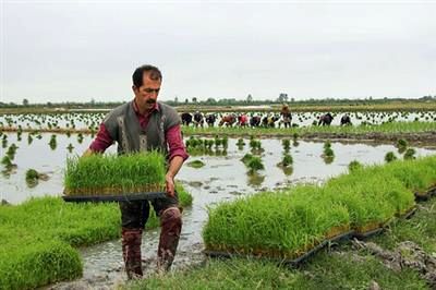 ارائه انواع تسهیلات اعتباری به کشاورزان گیلانی