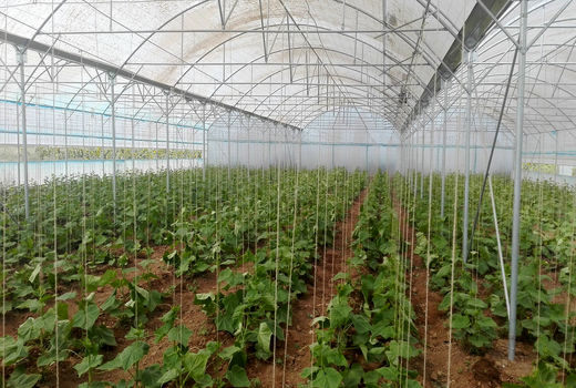 صدور مجوزهای گلخانه ای در شهرستان تهران تسهیل یافت