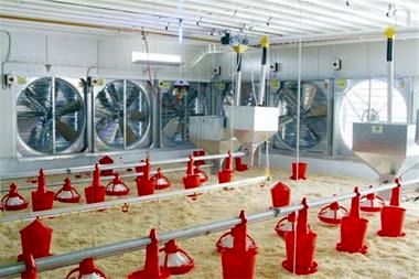 جریان هوا در سالن‌های مرغداری کشور، مطلوب نیست/ کاهش بهره‌وری در روزهای گرم