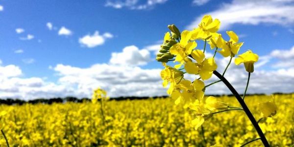 واریز 3000 میلیارد ریال وجوه خرید تضمینی محصول استراتژیک کلزا به حساب کشاورزان