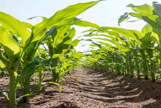 افزایش سطح کشت ذرت در فسا 