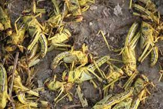 تداوم عملیات کانون کوبی و مبارزه با آفت ملخ در گرو تامین اعتبار  