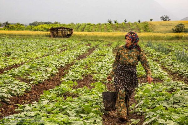فعالیت ۶.۵ میلیون زن روستایی در خط مقدم امنیت غذایی کشور/جهان بدون میراث ناملموس، جهانِ تباهی است