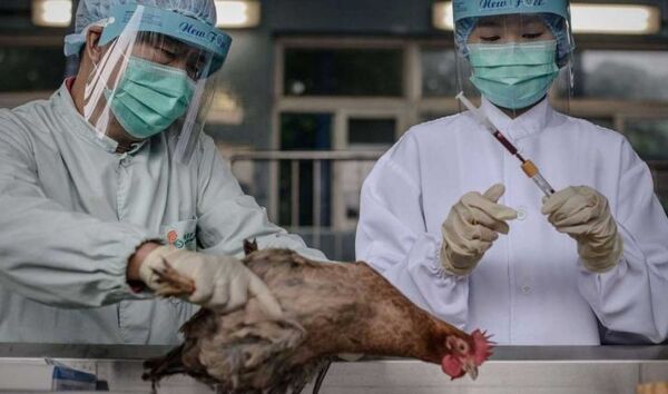 سایه شوم آنفلوآنزای نوع H7N9 روی انسان‌ها