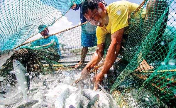 وزارت کشاورزی فیلیپین نقشه راه 10 ساله شیلات آماده کرد/ هر ساله با ماهیگیری غیرقانونی، حدود 3 تریلیون از دست می رود