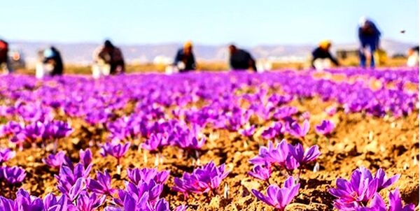 زعفران و گیاهان دارویی رویکرد جدید کشت در اصفهان