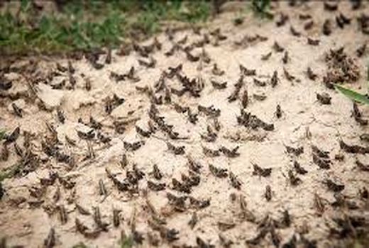 فعال شدن ۴ گروه پایش ملخ صحرایی در آبادان