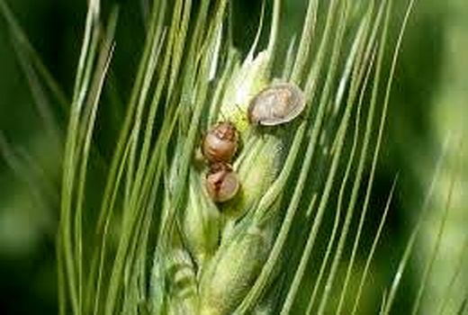 تاکنون دربیش از60 هزار هکتار از اراضی گندم زنجان مبارزه با سن مادر و سن پوره انجام شده است