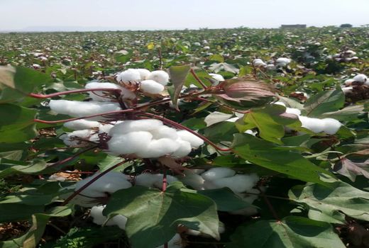 برآورد تولید پنبه در شهرستان جویم