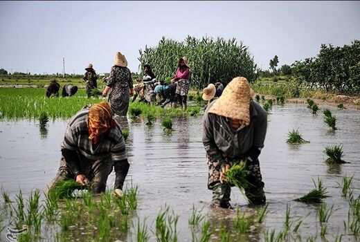 میزان کشت برنج تحت تاثیر کم آبی شدید قرار نگرفته است