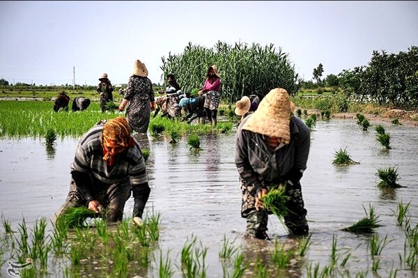 میزان کشت برنج تحت تاثیر کم آبی شدید قرار نگرفته است