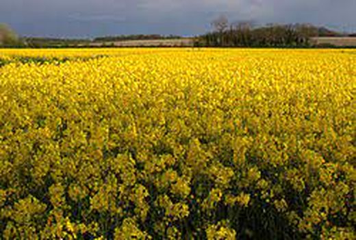 آغاز کشت کلزا در سطح سه هزار و ۵۰۰ هکتار از اراضی خراسان شمالی