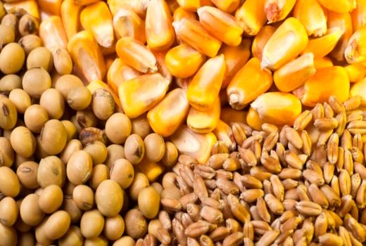  تخصیص پنج هزار و 380 تن نهاده دامی به استان چهارمحال و بختیاری 