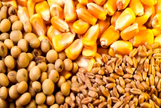  تخصیص پنج هزار و 380 تن نهاده دامی به استان چهارمحال و بختیاری 