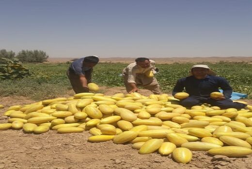 خربزه های زرین دشت در میادین فارس 