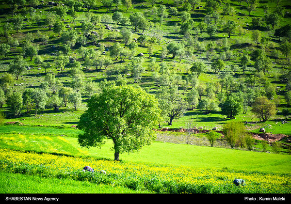 کشت آتریپلکس در مساحتی بالغ بر ۱۰۰ هکتار از اراضی ملی کبودرآهنگ