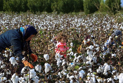 120هزار تن وش پنبه از مزارع کشور برداشت شد