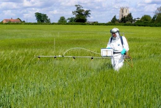 مشاهده بیماری‌های قارچی در گندمزارهای شیروان