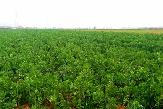 توسعه کشت باقلا در مزارع شهرستان دره‌شهر