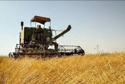 پایان برداشت گندم در شهرستان امیدیه