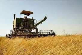 پایان برداشت گندم در شهرستان امیدیه