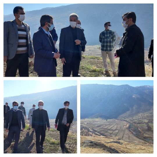 کاشت پسته در نوار مرزی کردستان