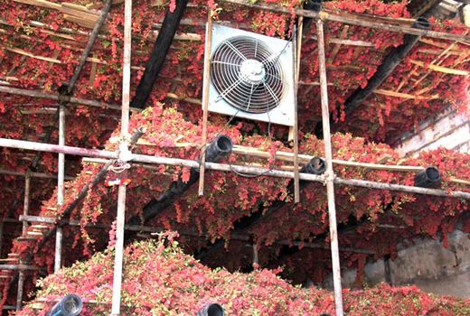 ایجاد بارگاه زرشک برای کشاورزان خراسان جنوبی