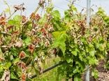 مدیریت علمی کلید مقابله با تنش خشکی در تاکستان‌‍‌ها است/ توصیه‌هایی برای باغداران