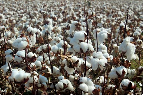 برداشت پنبه به روش مکانیزه در شهرستان مانه و سملقان