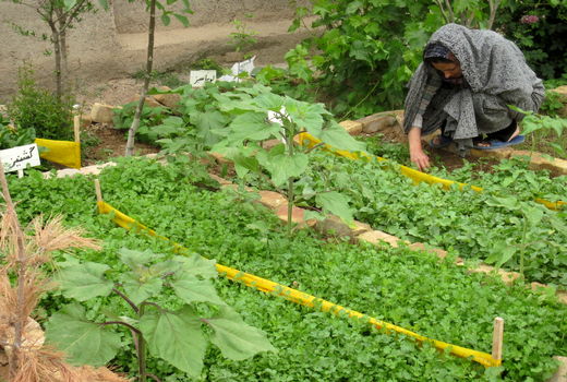 زنان روستایی شهرستان البرز با کشت صحیح سبزیجات در باغچه‌های خانگی آشنا شدند