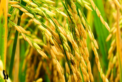 برداشت مکانیزه برنج در 13 هزار هکتار مزارع کشت مجدد و رتون محمودآباد