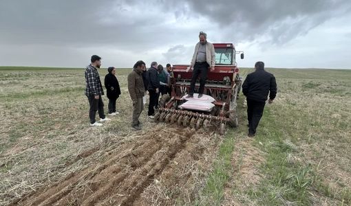 کشت 3هزار و 500 هکتار نخود در شهرستان ویژه میانه / توسعه کشت مستقیم در مزارع دیم