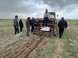 کشت 3هزار و 500 هکتار نخود در شهرستان ویژه میانه / توسعه کشت مستقیم در مزارع دیم