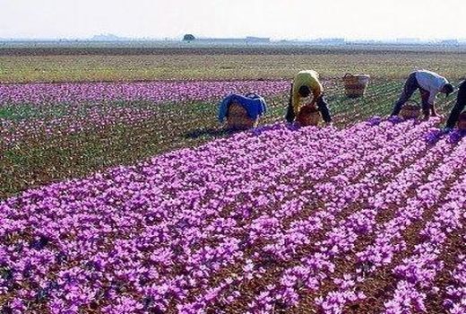 آغاز برداشت زعفران در جهرم