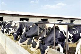 افزایش ۲۷.۳ درصدی تورم فصلی گاوداری‌های صنعتی در پاییز ۱۴۰۴