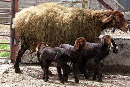 چندقلویی‌زایی دام در شیروان ۲۲ درصد افزایش یافت