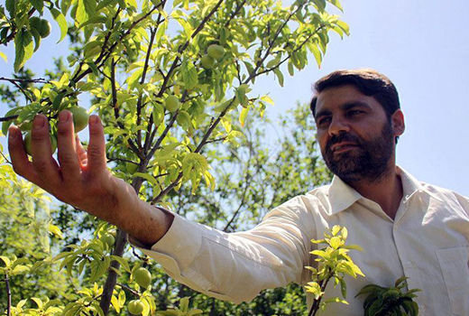 رتبه دوم آذربایجان شرقی در تولید گوجه سبز در کشور