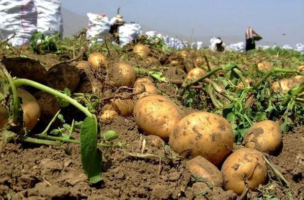 آغاز برداشت محصول سیب زمینی برای تازه خوری 