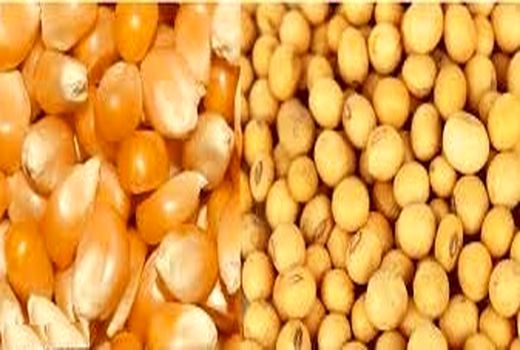 توزیع 4400 تن نهاده‌های دامی در شهرستان کازرون