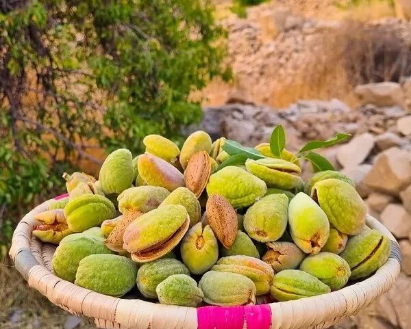 پیش‌بینی تولید بیش از ۱۰۰ تن بادام در کوهچنار