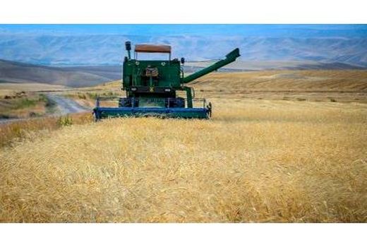 پیش بینی برداشت 25 هزار تنی جو در ساری/ افزایش عملکرد 500 کیلوگرمی محصول در دیمزارها