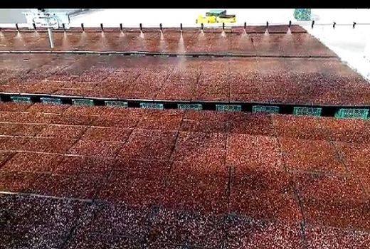 افتتاح اولین گلخانه تولید نشاء مکانیزه در قیروکارزین