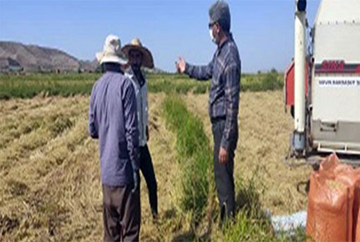 برداشت 2500 تن برنج از اراضی شهرستان خداآفرین